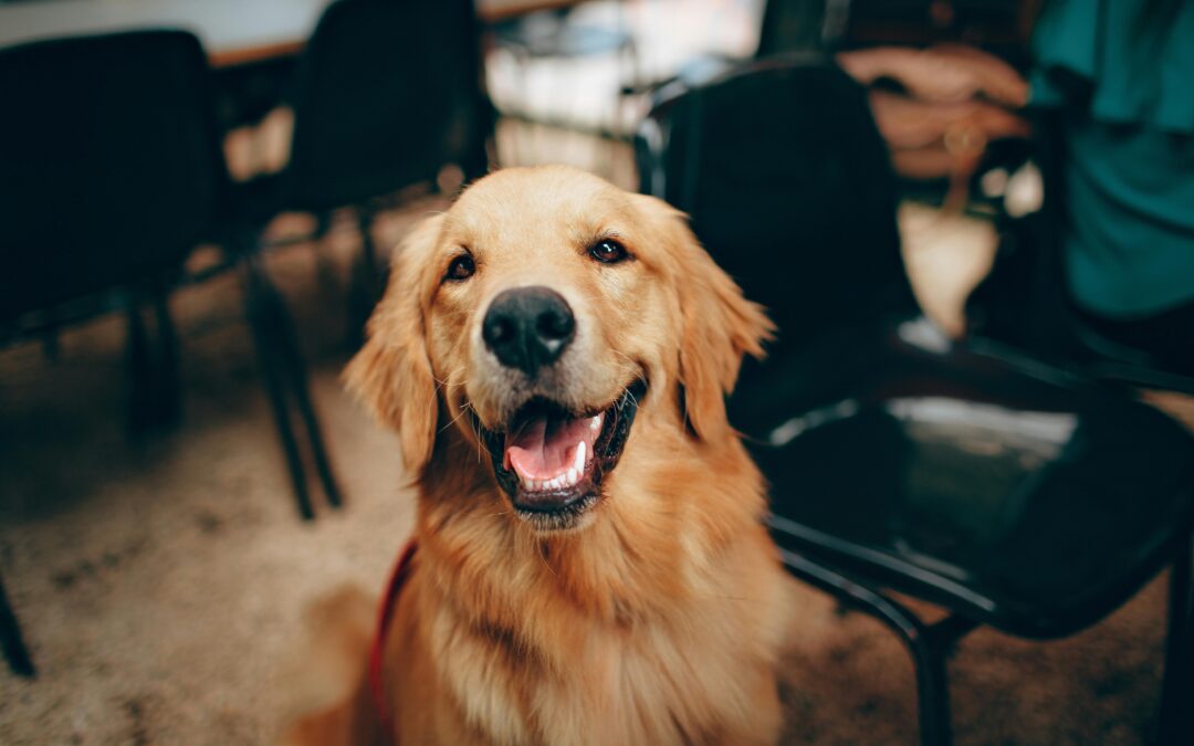 Finding the Perfect Pet-Friendly Apartment in San Antonio: A Renter’s Guide